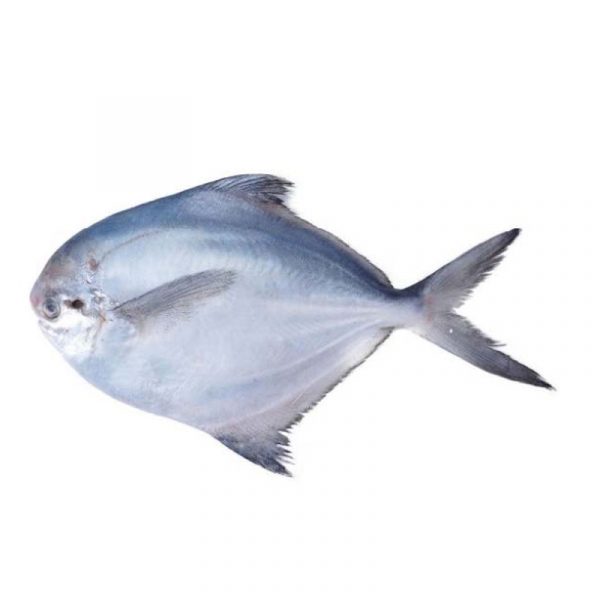 Butterfish 500g <br> 鯧魚500g