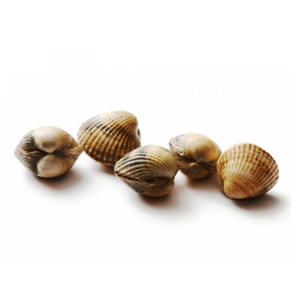 Fresh Clam 1kg <br> 新鮮花蛤 1kg