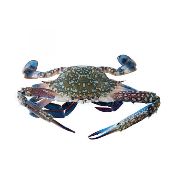 Flower Crab x1 <br> 冰鮮花蟹 x1