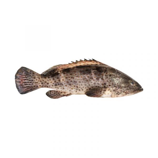 Grouper 1kg <br> 石斑魚1kg