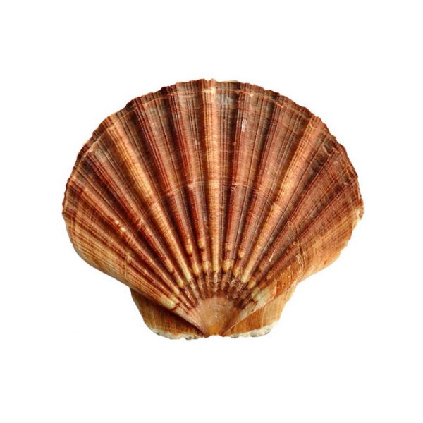 Live Scallop x6 <br> 扇貝 x6